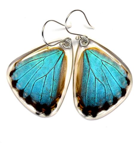 Blue Morpho Portis Butterfly Earrings by Simona Dedek - © Blue Pomegranate Gallery
